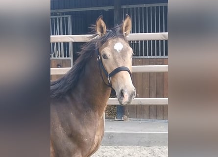 NRPS, Stallion, 1 year, 16 hh