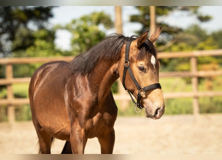 NRPS, Stallion, 1 year, 16 hh