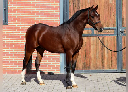 NRPS, Stallion, 2 years, 14.1 hh, Brown