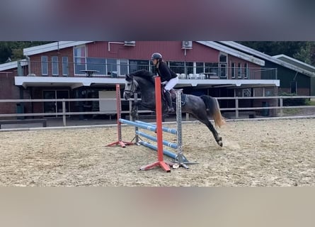 NRPS Mix, Stallion, 3 years, 14.1 hh, Gray