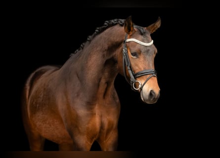 NRPS, Stallion, 3 years, 14 hh, Bay-Dark