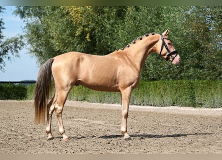 NRPS, Stallion, 3 years, 14,1 hh, Champagne