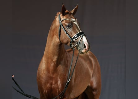 NRPS, Stallion, 3 years, 14,1 hh, Chestnut