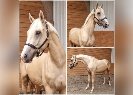 NRPS, Stallion, 3 years