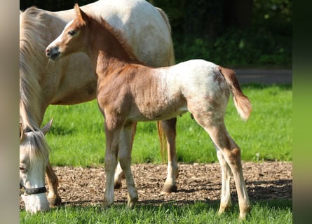 NRPS, Stallion, , 14.1 hh, Chestnut-Red