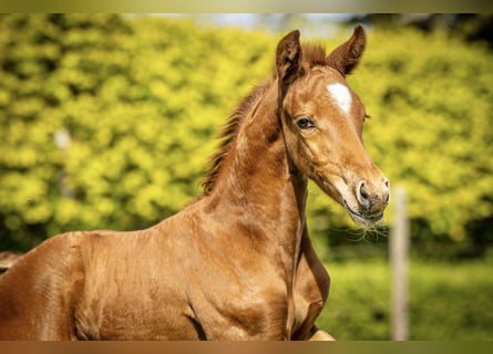 NRPS, Stallion, Foal (04/2026), 16.1 hh