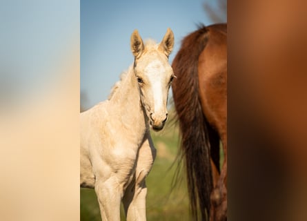 NRPS, Stallion, , 16,1 hh, Palomino