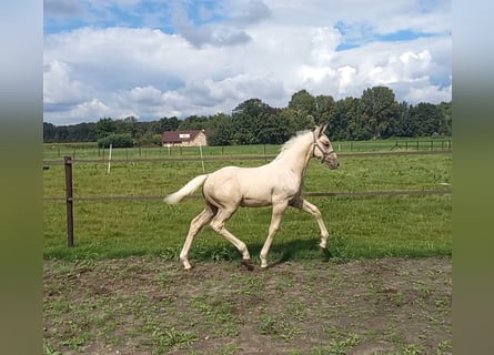 NRPS, Stallion, Foal (06/2023), 17 hh, Palomino