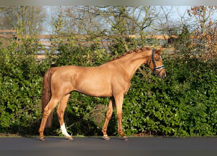 NRPS, Stallone, 3 Anni, 167 cm, Sauro