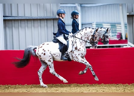 NRPS, Stallone, 6 Anni, 144 cm, Leopard
