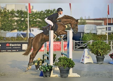 NRPS, Stallone, 9 Anni, 148 cm, Sauro