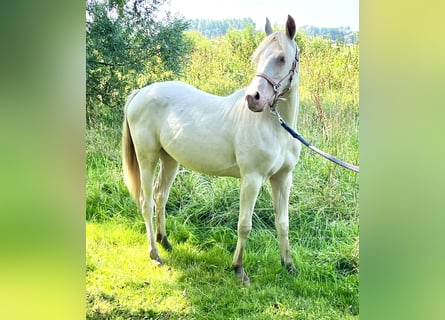 NRPS Blandning, Sto, 1 år, 130 cm, Perlino