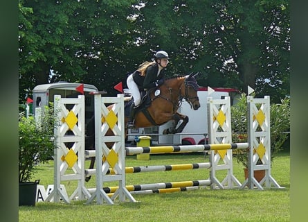 NRPS, Stute, 5 Jahre, 144 cm, Brauner