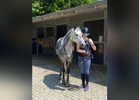 NRPS, Stute, 11 Jahre, 147 cm, Apfelschimmel