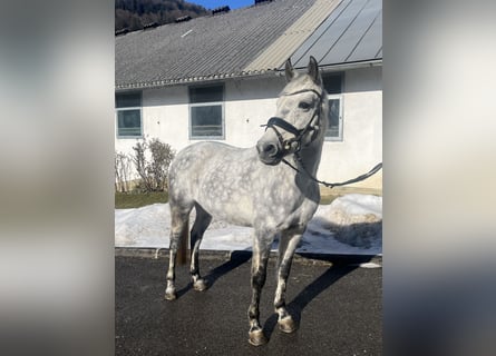 NRPS, Stute, 12 Jahre, 147 cm, Apfelschimmel