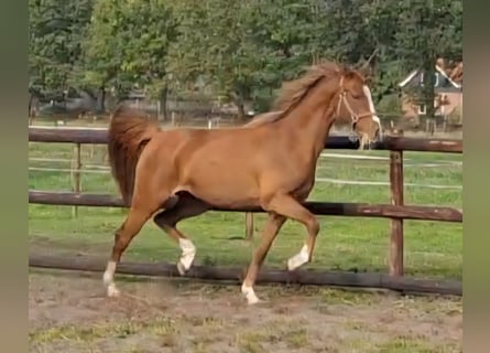 NRPS, Stute, 2 Jahre, 145 cm, Fuchs