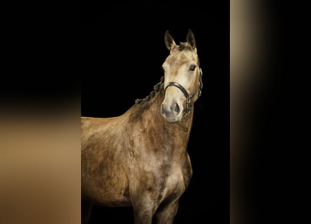 NRPS, Stute, 3 Jahre, 165 cm, Buckskin