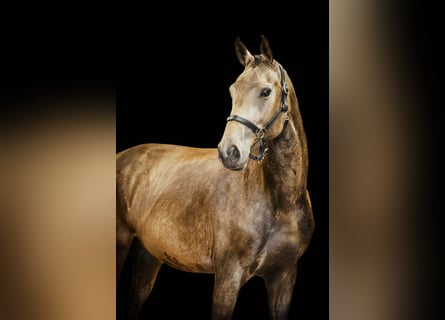 NRPS, Stute, 3 Jahre, 165 cm, Buckskin