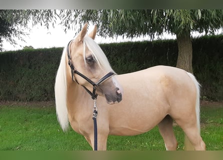 NRPS, Stute, 3 Jahre, Palomino