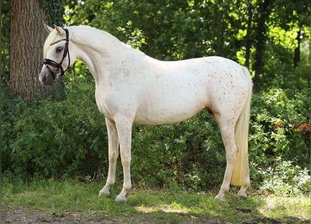 NRPS, Stute, 4 Jahre, 148 cm, Tigerschecke
