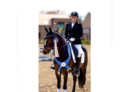 NRPS, Stute, 5 Jahre, 147 cm, Rappe
