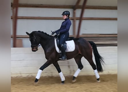 NRPS, Stute, 5 Jahre, 165 cm, Dunkelbrauner