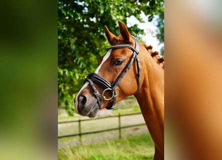 NRPS, Stute, 6 Jahre, 145 cm, Fuchs