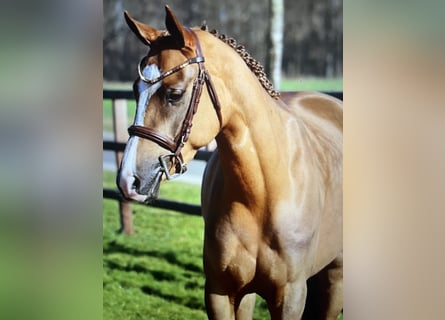 NRPS, Stute, 6 Jahre, 146 cm, Fuchs