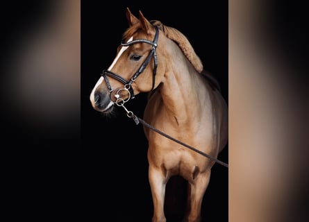 NRPS, Stute, 9 Jahre, 147 cm, Fuchs