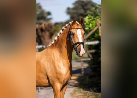 NRPS, Wallach, 3 Jahre, 147 cm, Palomino