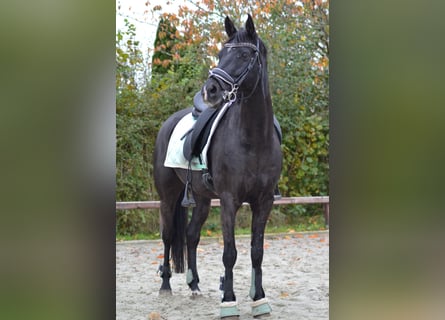 NRPS, Wallach, 10 Jahre, 148 cm, Rappe