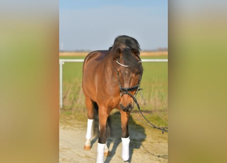 NRPS, Wallach, 13 Jahre, 144 cm, Brauner