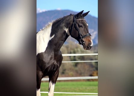 NRPS, Wallach, 13 Jahre, 160 cm, Schecke