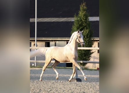 NRPS, Wallach, 2 Jahre, 141 cm, Palomino