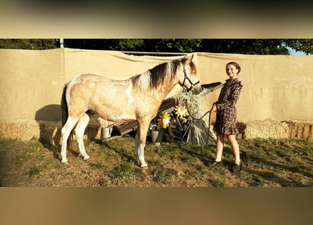 NRPS Mix, Wallach, 2 Jahre, 142 cm, Falbe