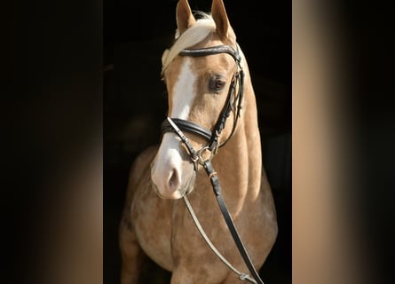 NRPS, Wallach, 3 Jahre, 142 cm, Palomino