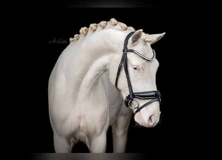 NRPS, Wallach, 3 Jahre, 144 cm, Cremello