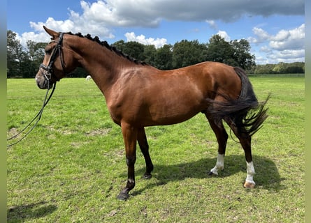 NRPS, Wallach, 3 Jahre, 148 cm, Dunkelbrauner