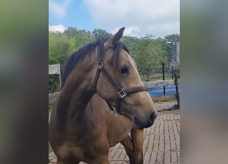 NRPS, Wallach, 3 Jahre, 156 cm, Falbe