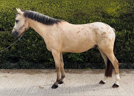 NRPS, Wallach, 4 Jahre, 141 cm, Falbe