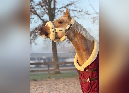 NRPS, Wallach, 4 Jahre, 145 cm