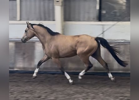 NRPS, Wallach, 4 Jahre, 147 cm, Buckskin