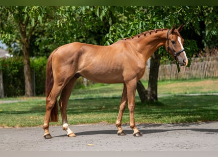 NRPS, Wallach, 4 Jahre, 148 cm, Fuchs