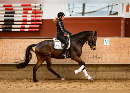 NRPS, Wallach, 4 Jahre, 167 cm, Dunkelbrauner