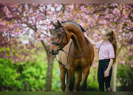 NRPS, Wallach, 6 Jahre, 146 cm, Brauner
