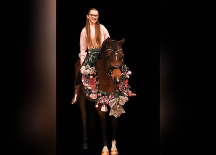 NRPS, Wallach, 6 Jahre, 146 cm, Brauner