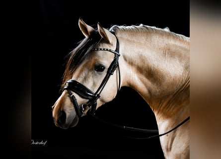 NRPS, Wallach, 7 Jahre, 147 cm, Falbe