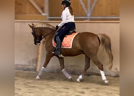 NRPS, Wallach, 9 Jahre, 148 cm, Fuchs