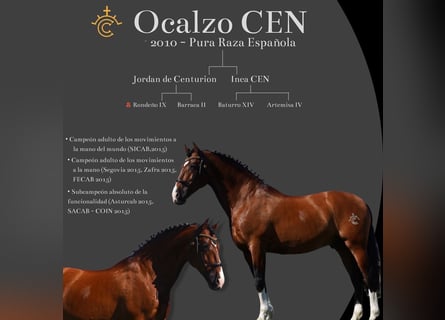 PRE, Hengst, 16 Jaar, 172 cm, Roodbruin