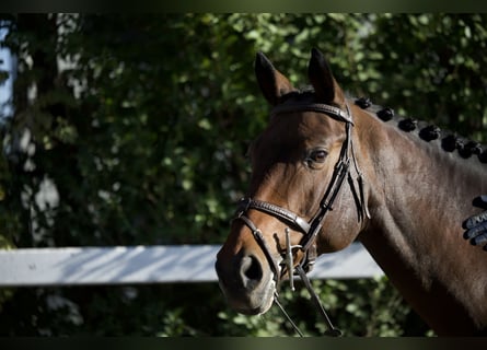 Oekraïner, Merrie, 10 Jaar, 165 cm, Roodbruin